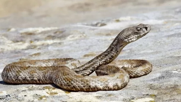 Վայոց ձորի` Թառաթումբ և Կոտայքի մարզի Արզնի գյուղերում օձեր են հայտնաբերվել 