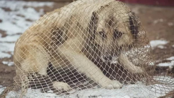 Մոսկվայում  կորոնավիրուսի պատճառով մեկուսացնում են անտուն կենդանիներին