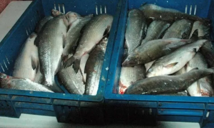 Ոստիկանությունը բերման է ենթարկել Էլեկտրահարման եղանակով ձկնորսություն իրականացրած անձանց