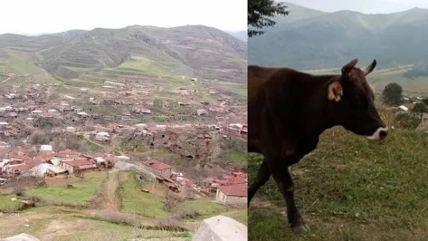 Սյունիքի մարզում ադրբեջանցի զինվորները 13-ամյա հովիվից 3 կով են խլել․ «Հրապարակը»
