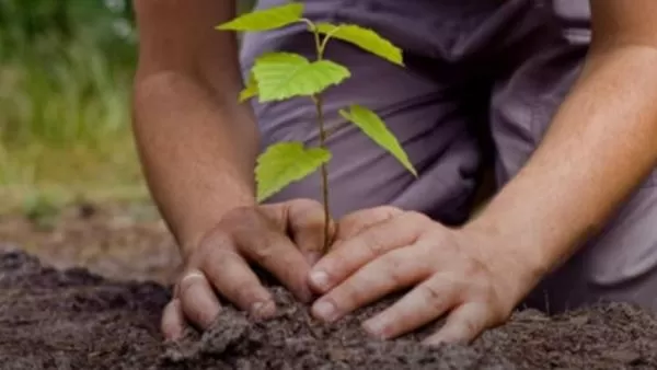 «10 միլիոն ծառ» տնկելու նախաձեռնությունը տեղափոխվել է 2021-ի վերջ