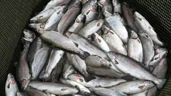 Շենիկ գյուղի ջրատարից ապօրինի արդյունահանել են «Կուրի կողակ» տեսակի ձկներ