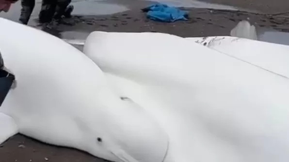 ՏԵՍԱՆՅՈՒԹ. Ձկնորսները փրկել են ափում հայտնված սպիտակ կետերի ընտանիքին. Կամչատկա