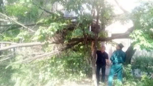 Գյումրիում ծառը կոտրվել ու փակել է ճանապարհը. փրկարարներ են ժամանել