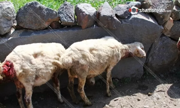  Լոռու մարզում գայլերը մտել են 2 գյուղացու անասնագոմ, վնասել ու հոշոտել ոչխարներին