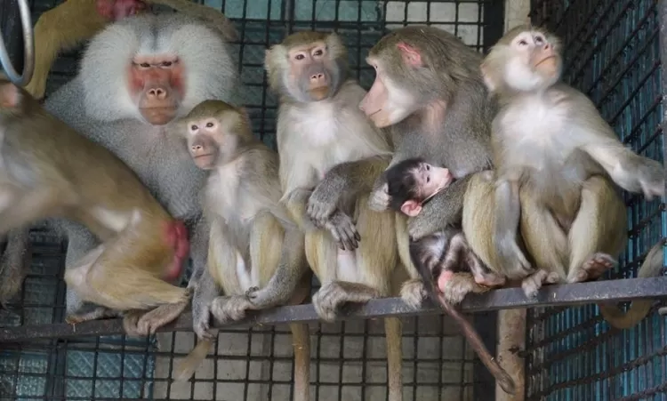 ԼՈՒՍԱՆԿԱՐ. Կենդանաբանական այգում կապիկ է ծնվել