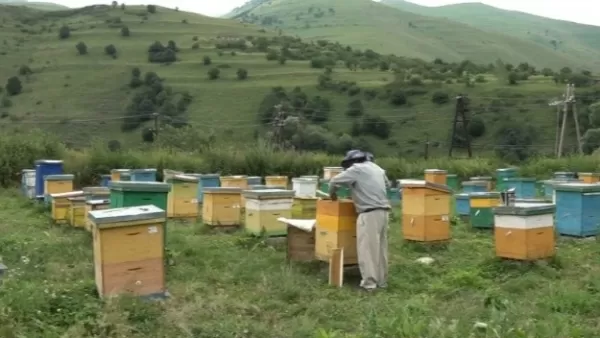 «Եթե պետությունը չմիջամտի, ունենալու ենք կեղծված մեղր». մեղվապահները խնդրի առաջ են կանգնել 