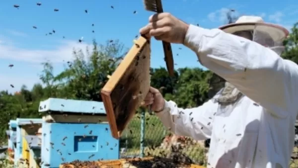 Ողբերգական դեպք. մեղուները խայթել են,  օգնության հասած ազգականն էլ անզգուշաբար վրաերթի է ենթարկել 