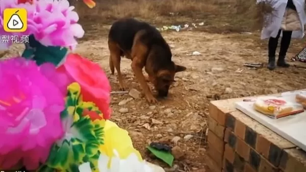 ՏԵՍԱՆՅՈՒԹ․ Չինաստանում  շունը փորձել Է փորել տիրոջ գերեզմանը