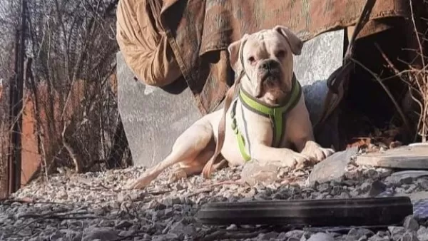 Երևանում հրազենով սպանել են 44-օրյա պատերազմում նահատակված զինվորի ընտանիքին պատկանող շանը. Shamshyan. com