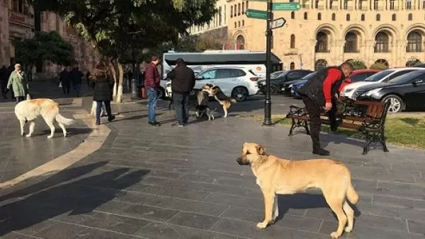«Կենդանիների նկատմամբ պատասխանատու վերաբերմունքի մասին» նոր օրենքի նախագիծ է ներկայացվել 