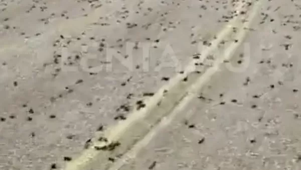 ՏԵՍԱՆՅՈՒԹ. ԱՄՆ-ի վրա են «հարձակվել» հսկայական ծղրիդների երամներ՝ վնասելով բերքը