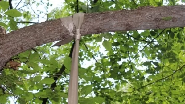 Անտառում հայտնաբերվել է դի՝ ամրագոտու միջոցով ծառից կախված վիճակում․ ՔԿ