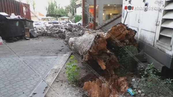 Երևանում ծառն ընկել է մեքենայի վրա, վնասվել է նաև «Տաշիր պիցցա»-ի ապակին