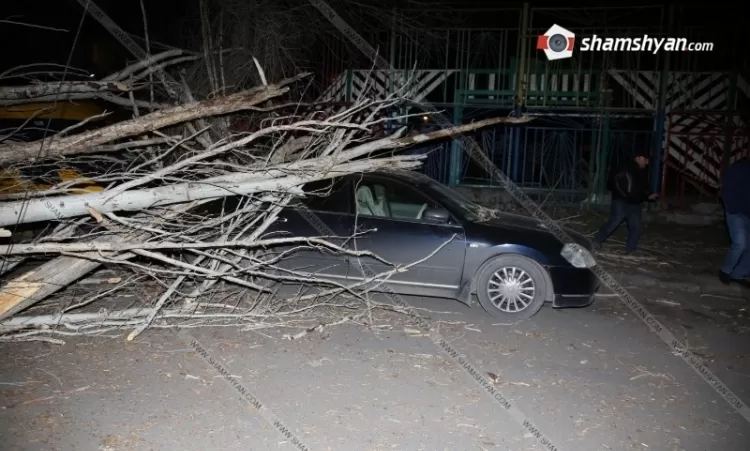 Երևանում հաստաբուն բարդենին ընկել և վնասել է ավտոմեքենաները