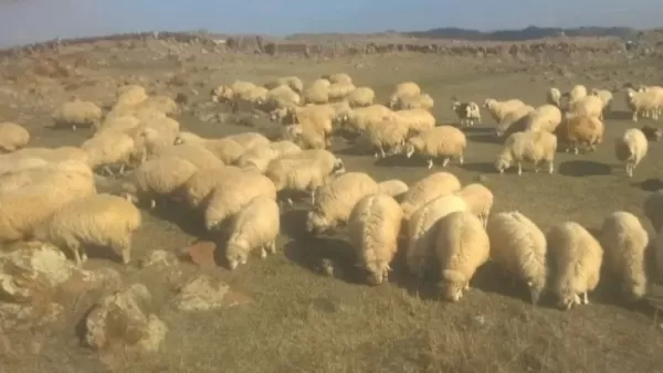 Ադրբեջանցիները ոչխարները չվերադարձնելու նոր պատճառ են գտել․  Ղուլունց