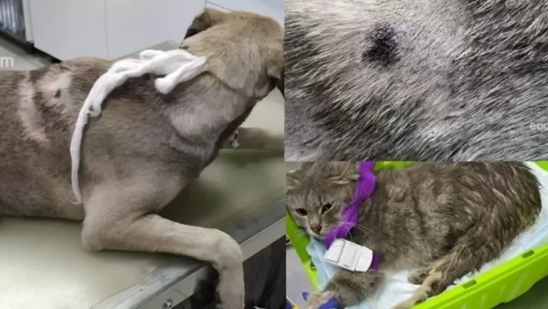 ԱՀԱԶԱՆԳ. Աանհայտ անձը Երևանի կենտրոնում կենդանիների «որս» է անում