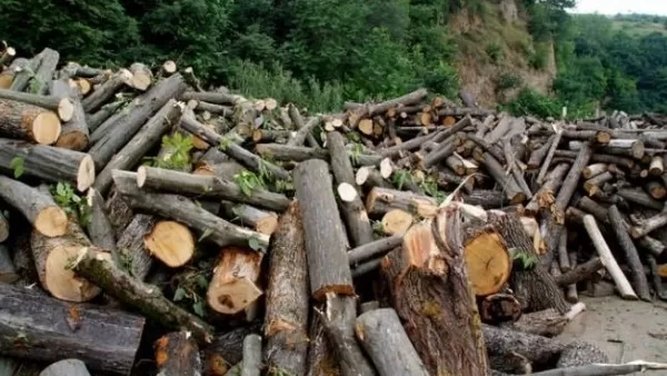 Անտառապետին վճարել ու Լոռիում շուրջ 90 ծառ են հատել
