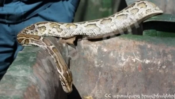 Երևանում փրկարարները հայտնաբերել են գյուրզա տեսակի օձ