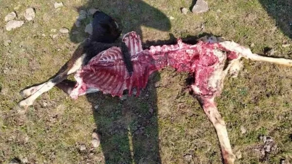 Շիրակի մարզի Կարմրավան գյուղում գայլերը հարձակվել են ոչխարի հոտի վրա