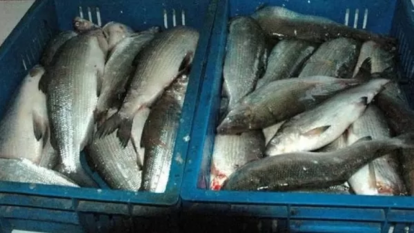 Հայաստանում ձկնամթերքի գինը գնալով բարձրանում է․ «Ժողովուրդ»
