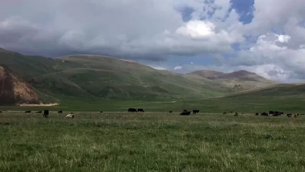 Խոտ չկա. Վերին Շորժայում թշնամու քթի տակ անասունների համար ձմռան պաշար են հավաքում 