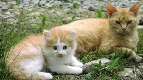 Երևանում կատուների նկատմամբ դաժան վերաբերմունքի դեպքով 3 քրեական վարույթ է նախաձեռնվել