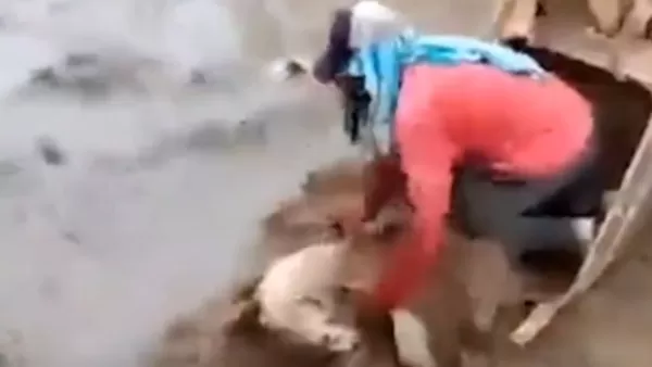 ՏԵՍԱՆՅՈՒԹ. Շինարարները էքսկավատորի օգնությամբ փրկել են խեղդվող շանը