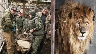 Հայաստանի և Ադրբեջանի սահմանին գտնվող, ռուս օլիգալխին պատկանող կենդանաբանական այգու առյուծը փրկվել է