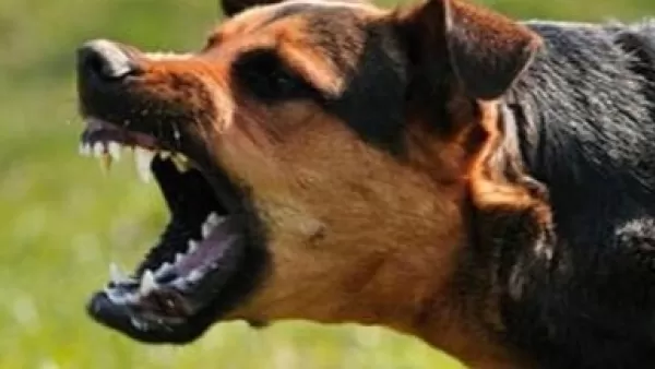 Պռոշյան գյուղում կատաղած շունը կծել է տիրոջը