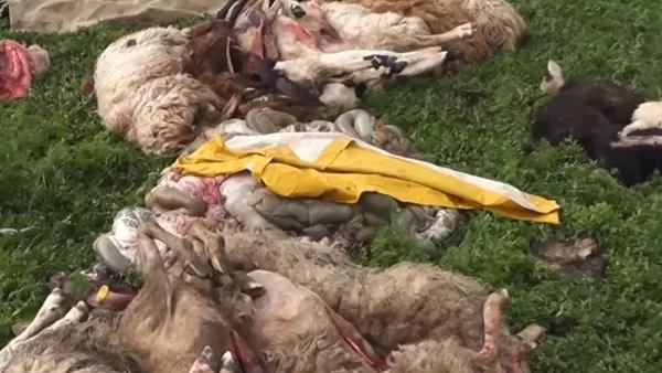 Բյուրակն համայնքում գայլն ոչխարներ է հոշոտել 