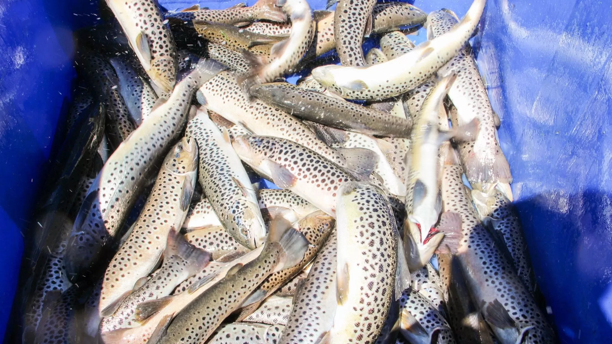 «Շուկայում հայտնված ձուկն ինչքանո՞վ է համապատասխանում սննդի անվտանգության կանոններին». Փաշինյան