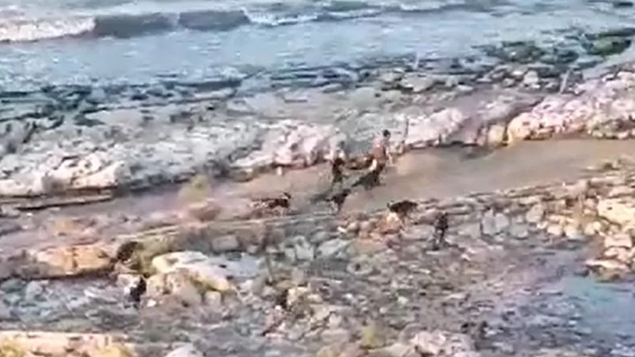 ՏԵՍԱՆՅՈՒԹ․ Մախաչկալայում թափառող շների ոհմակը հարձակվում է երեխայի վրա․ նա փրկվում է՝ մտնելով ջուրը