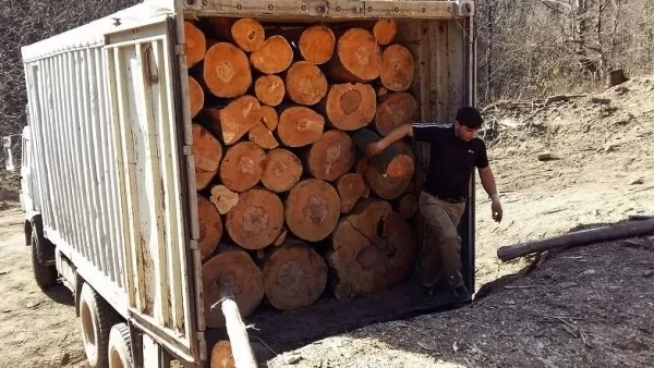 Կառավարությունն արգելեց փայտանյութի արտահանումը ԵԱՏՄ սահմաններից դուրս