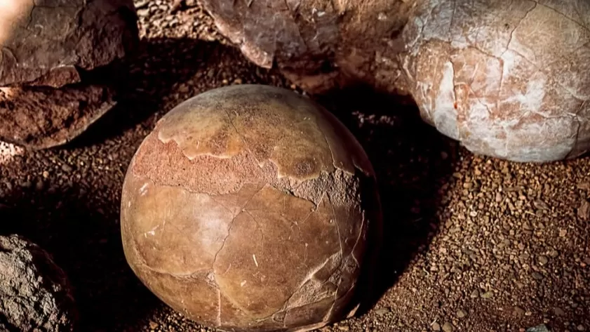 Հնդկաստանում պեղումների ժամանակ հայտնաբերվել է դինոզավրի 256 քարացած ձու 