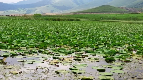 Երևանի փողոցներում վաճառվում է Կարմիր գրքում գրանցված ջրաշուշան  