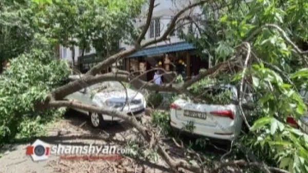 Երևանում հսկայական ծառը կոտրվել ու վնասել է BMW, Mitsubishi Pajero, Škoda և Mitsubishi մակնիշի ավտոմեքենաները