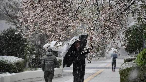 Ճապոնիայում վերջին 10 տարվա ընթացքում առաջին անգամ մարտի վերջին ձյուն է տեղացել 