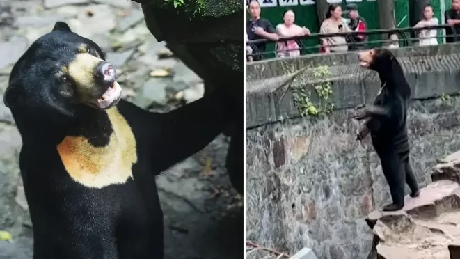 ՏԵՍԱՆՅՈՒԹ․ Չինական կենդանաբանական այգիներից մեկում արջուկը կանգնել ու սկսել է մարդկանց հետ շփվել