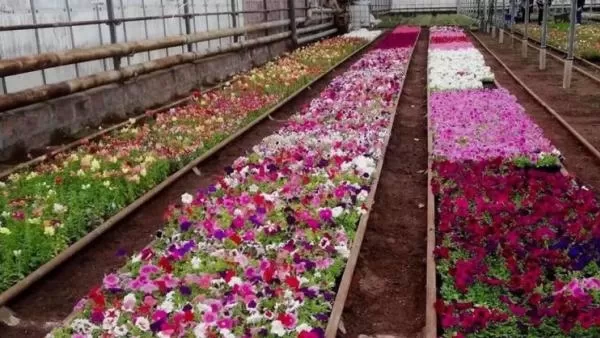 Ինչ ծաղիկներ են տնկվելու Երևանում