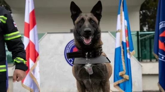 Վրաստանում պարգևատրել են շանը՝ Թուրքիայում մարդ փրկելու համար