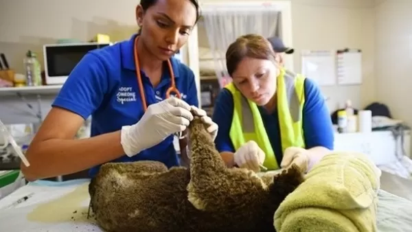 Ավստրալիայում կենդանիների բուժման համար բժշկական կենտրոն է բացվել