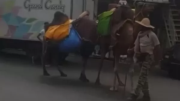 ՏԵՍԱՆՅՈՒԹ․ Ուղտեր՝ Մեղրիում