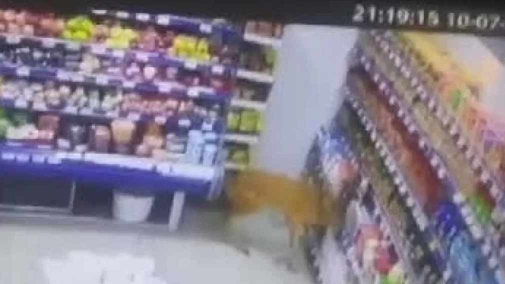 ՏԵՍԱՆՅՈՒԹ. Եղնիկը մտել է մթերային խանութ և շրջել այնտեղ. ՌԴ
