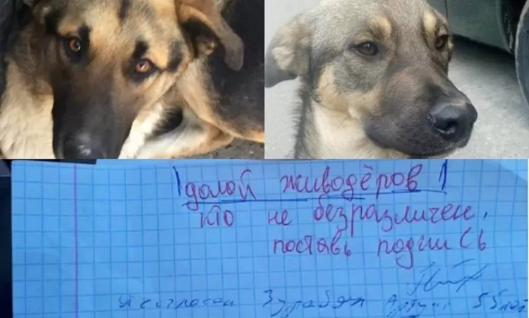 6-րդ դասարանի աշակերտները ստորագրահավաք են անում՝ փորձելով փրկել դասընկերոջ սիրելի շանը