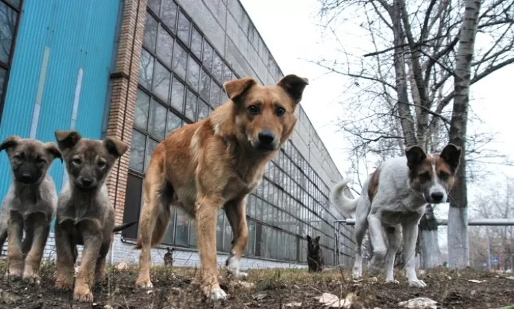 Անծանոթ մեքենայով և շուն բռնող գործիքներով Երևանում սկսել են փողոցի շներին հավաքել. ահազանգում է ԴԻՆԳՈ թիմը