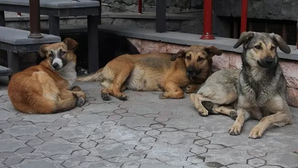 Մալաթիա Սեբաստիայում թափառող ոչ մի շուն էֆթանազիայի չի ենթարկվել. պարզաբանում