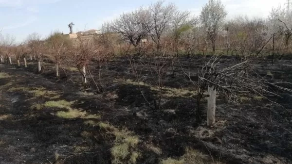 Արտակարգ դեպք Արարատի մարզում. մոտ 500 պտղատու ծառեր կրակի են մատնվել. Shamshyan