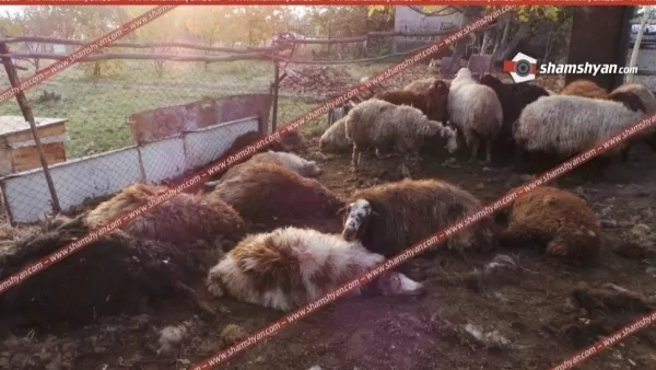 Արագածոտնում գայլերը հոշոտել են բազմանդամ ընտանիքի 25-ից ավելի ոչխարները