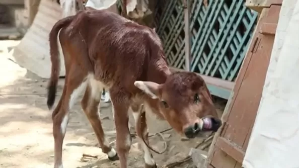 Հնդկաստանում կովը մեկ բերանով չորսաչքանի հորթ է լույս աշխարհ բերել․ Daily Mail